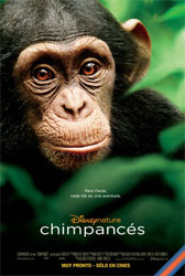Chimpancés Chimpancés