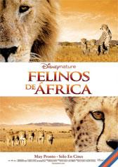 Felinos de África