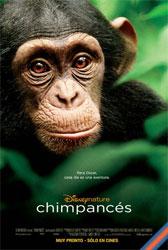 Chimpancés