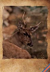 Huemul, la sombra de una especie